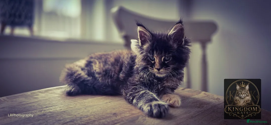Maine Coon cats for sale: TICA REGISTERED MAINE COONS - Advert 23