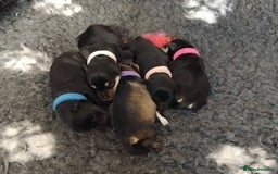 Miniature Schnauzer dogs for sale: Rockybobs Miniature Schnauzers  - Image 4