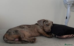 Miniature Dachshund dogs for stud: Isabella Dapple STUD carrying CREAM - Image 5