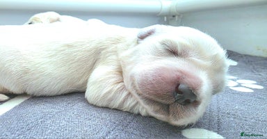 Golden Retriever dogs - Advert 5