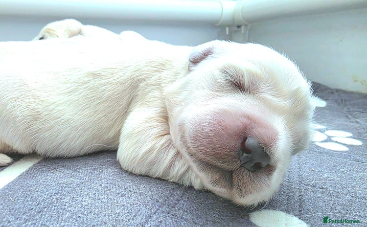 Golden Retriever dogs - Advert 7