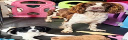 English Springer Spaniel dogs for sale: Outstanding Home Reared KC 5 ⭐️ Vetted Ready now  - Advert 5