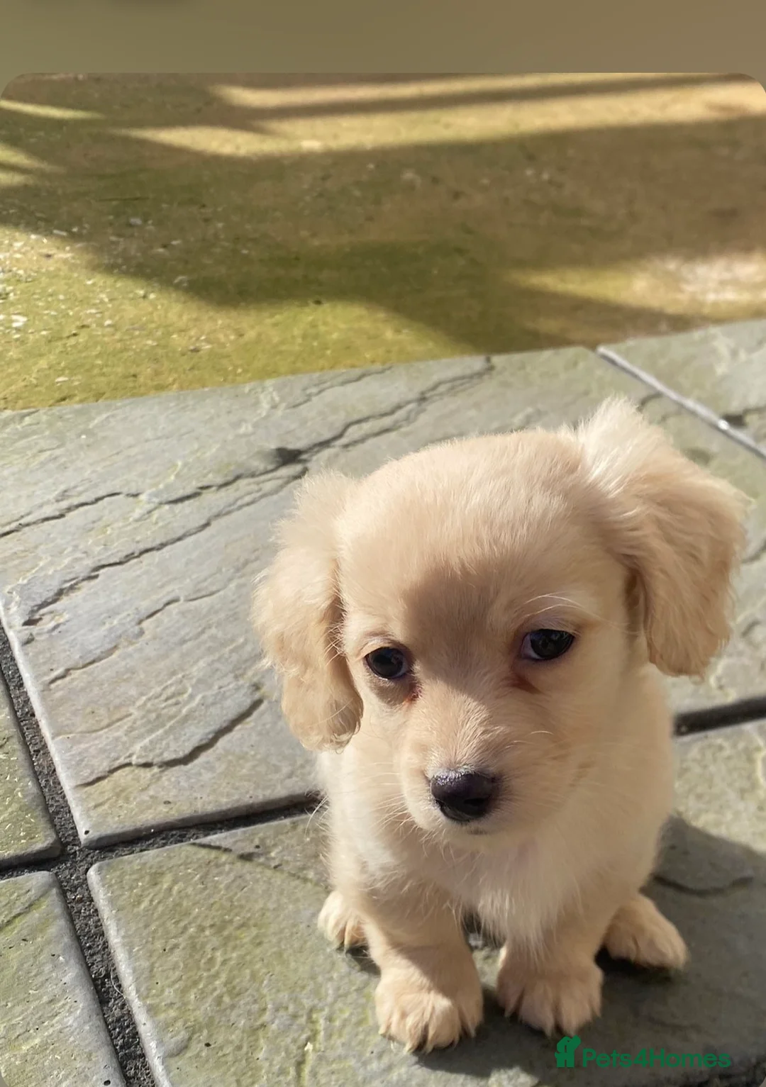 Chiweenie dogs for sale: Teeny chiweenies  - Advert 5