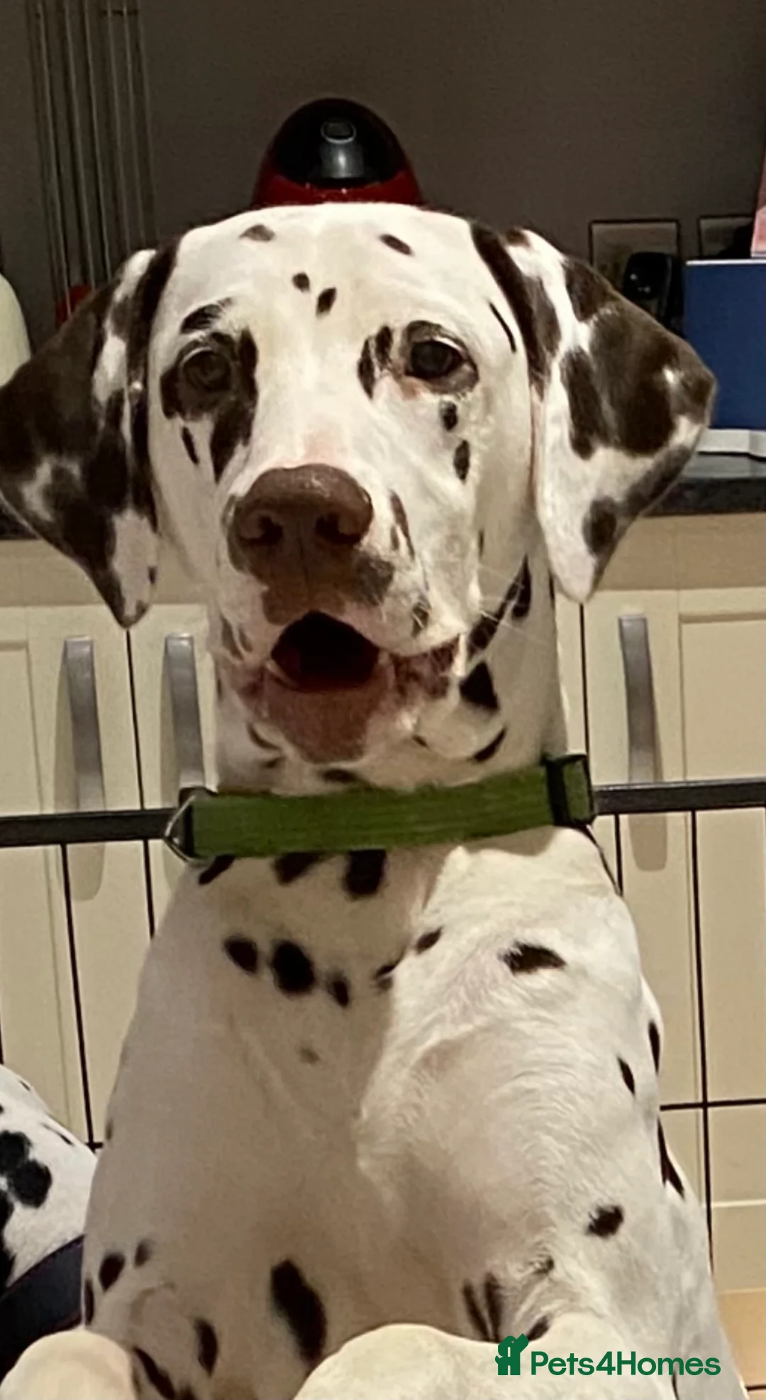 Dalmatian dogs for stud: Kc Reg Proven stud Dalmatian  in Ormskirk - Advert 9