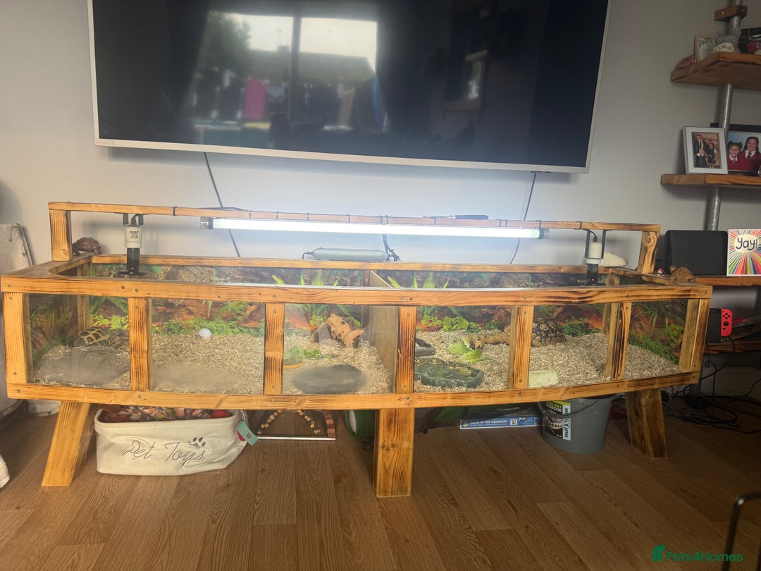 Tortoise reptiles for sale: African leopard & horsefield tortoises  - Image 4