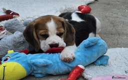 Beagle dogs for sale: Stunning KC Reg Beagle Pups - Ready Now - Image 10