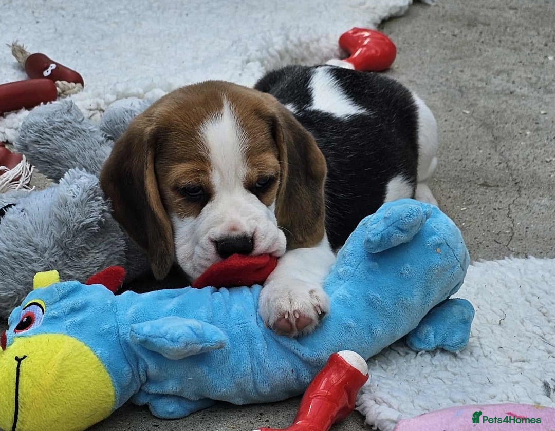 Beagle dogs for sale: Stunning KC Reg Beagle Pups - Ready Now - Image 10