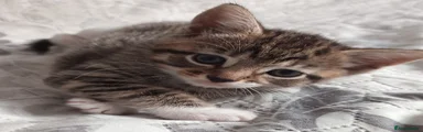 Kitten 3 - Tabby