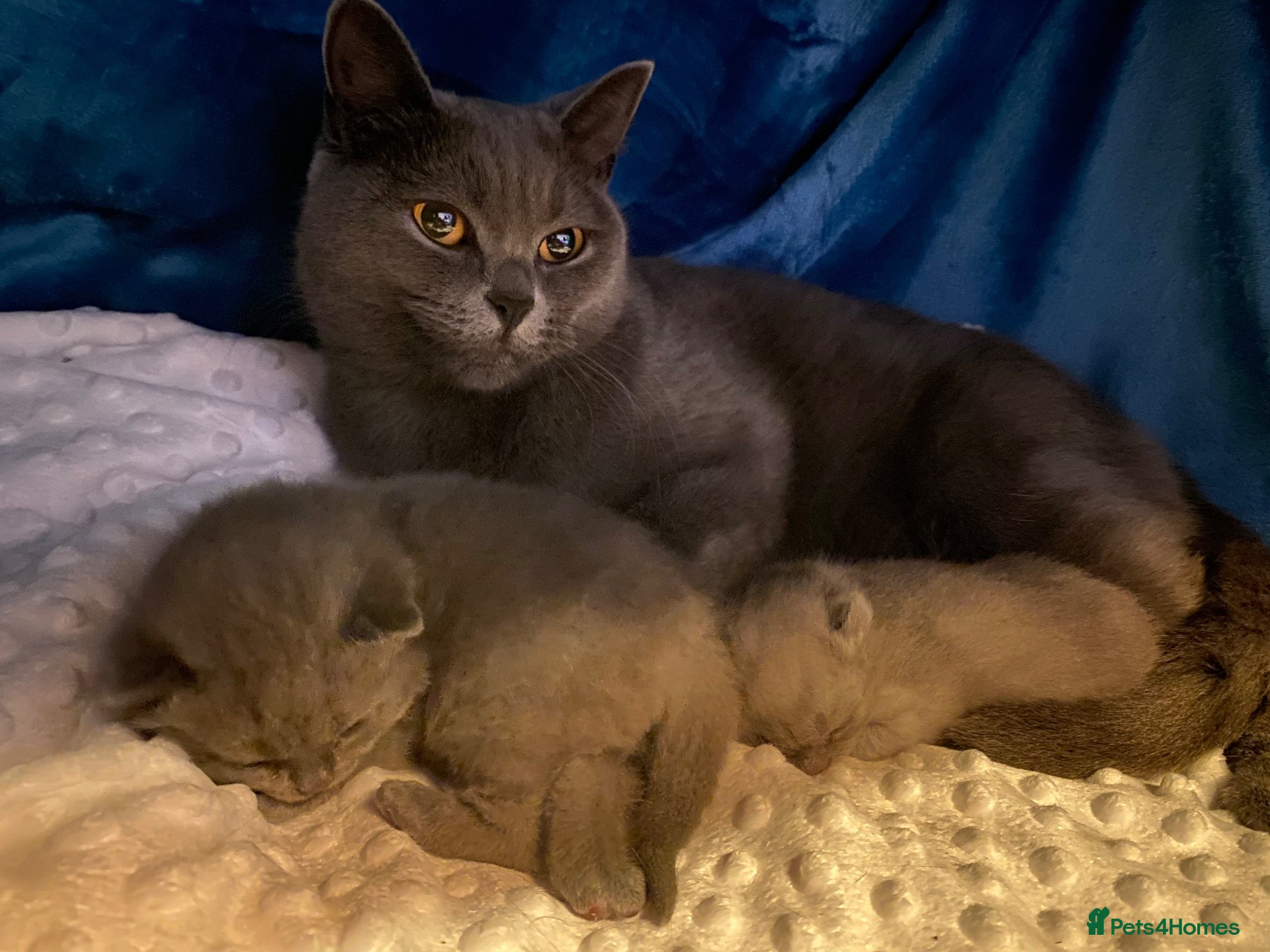 British Shorthair cats for sale: Gorgeous Pedigree Blue British Shorthair  - Advert 14