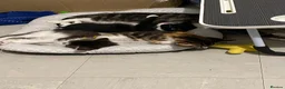 Mixed Breed cats for sale: Miss and her beautiful babies   - Advert 14