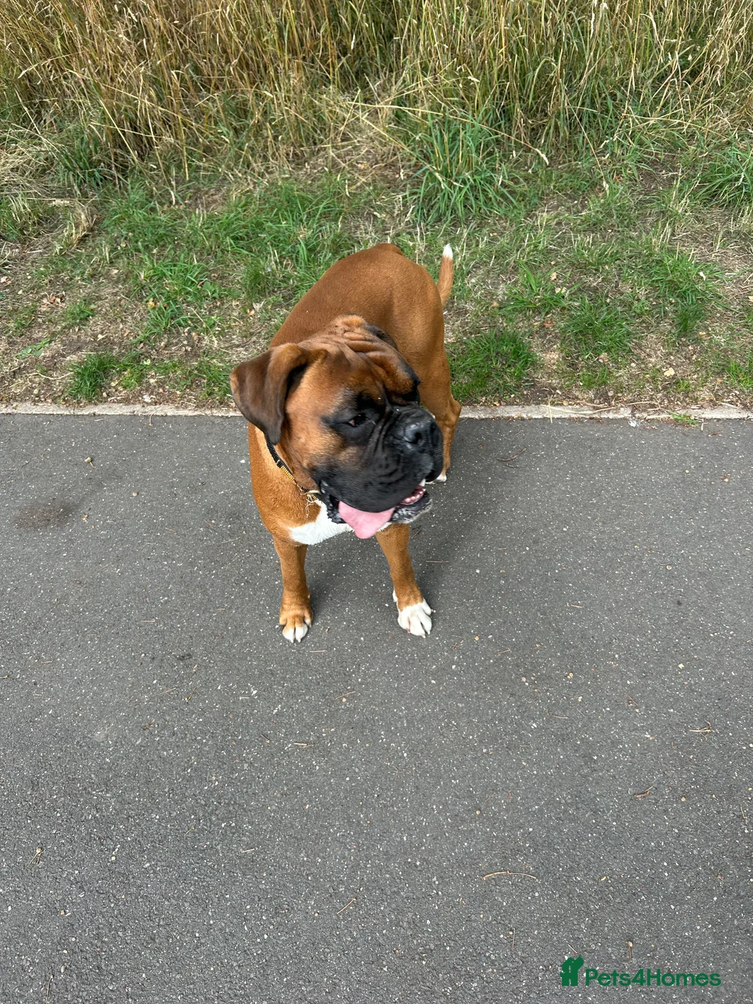 Boxer dogs for stud: Boxer boy for stud  - Advert 5