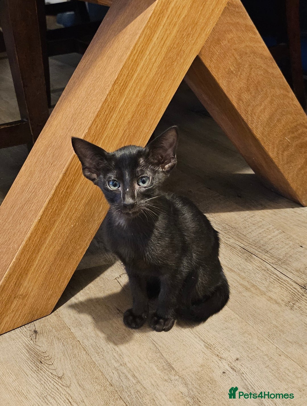 Oriental cats for sale: Black GCCF Oriental Female with Green Eyes - Advert 8