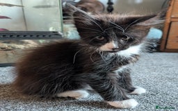 Maine Coon cats for sale: Maine Coon X kittens - Image 5