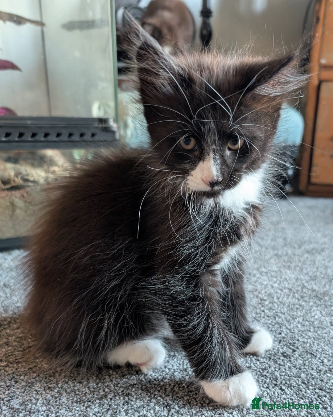 Maine Coon cats for sale: Maine Coon X kittens - Image 5