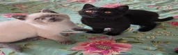 British Shorthair cats for sale: British shorthair kittens from 2 litter - Advert 13
