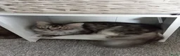 Maine Coon cats for sale: Female silver/Grey Maine Coon - Advert 4