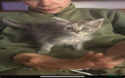 Maine Coon cats for sale: Kitten - Image 4