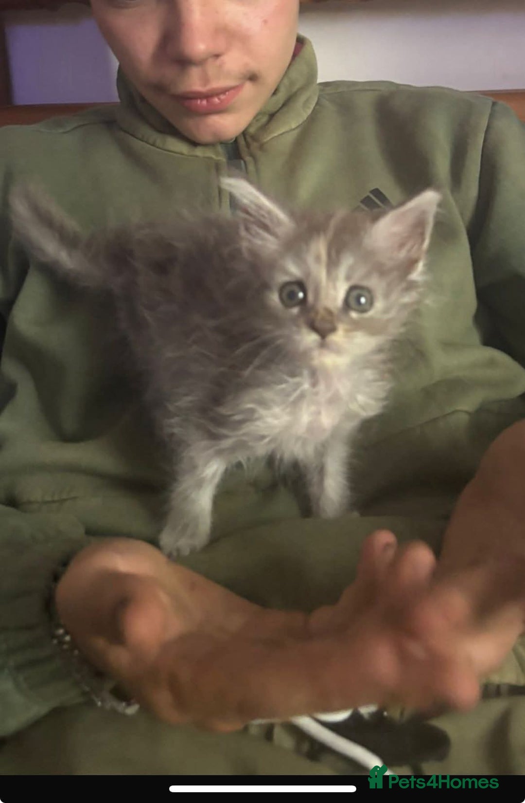 Maine Coon cats for sale: Kitten - Image 4