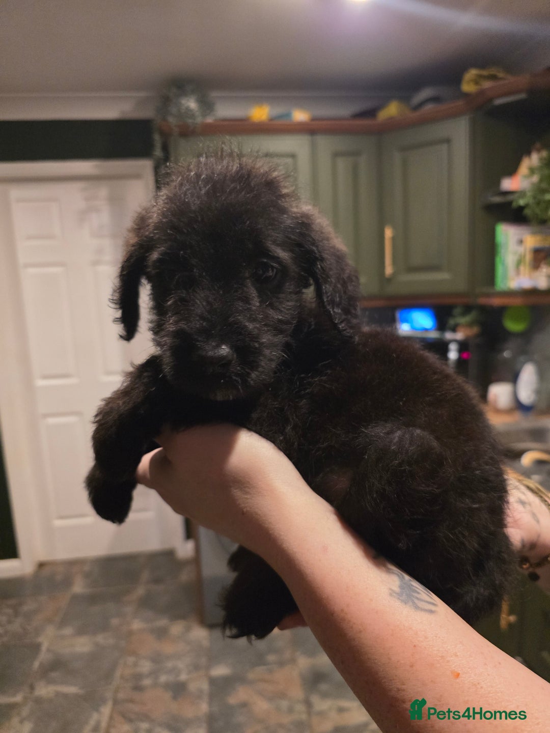 Labradoodle dogs for sale: Ready to go! gorgeous Teddy-Labradoodles - Advert 26