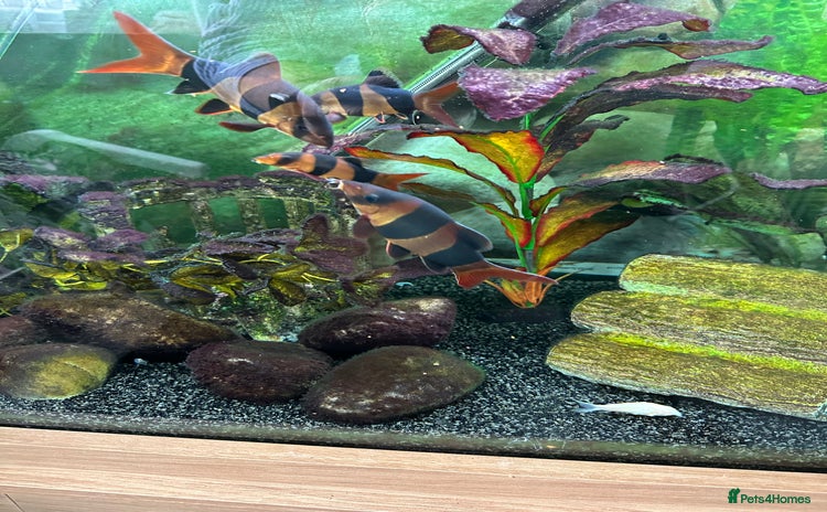 Loaches fish - Advert 4