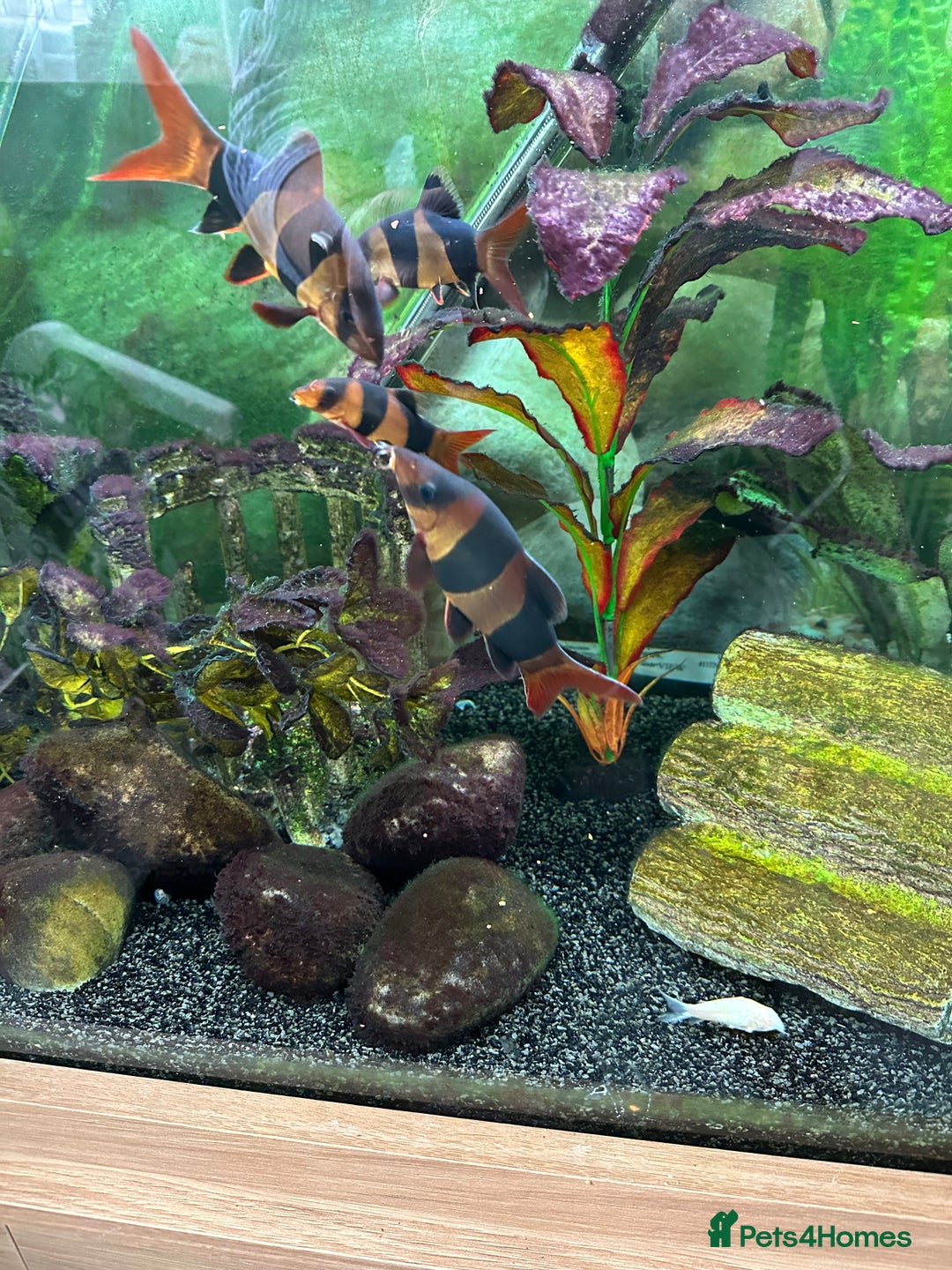 Loaches fish for sale: Clown Loaches - Image 1