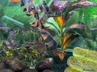 Loaches fish - Advert 1