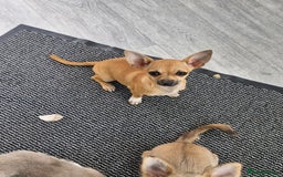 Chihuahua dogs for sale: Girl chihuahua puppie - Image 1