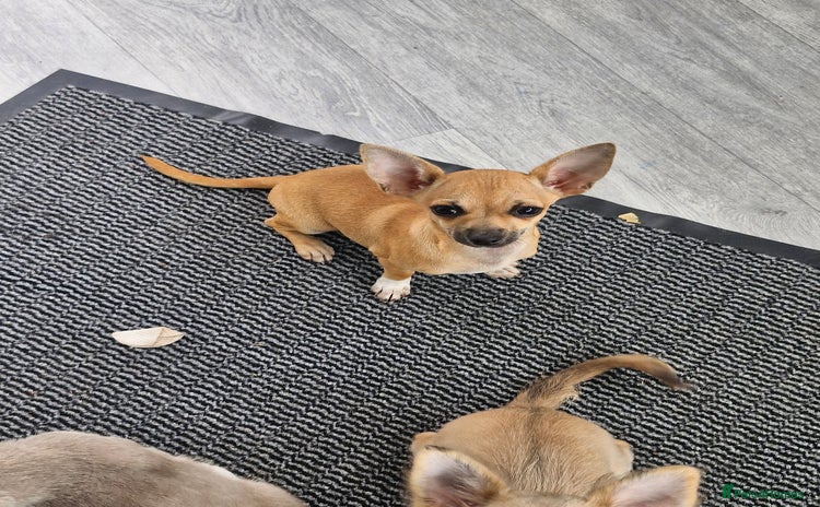 Chihuahua dogs - Advert 2