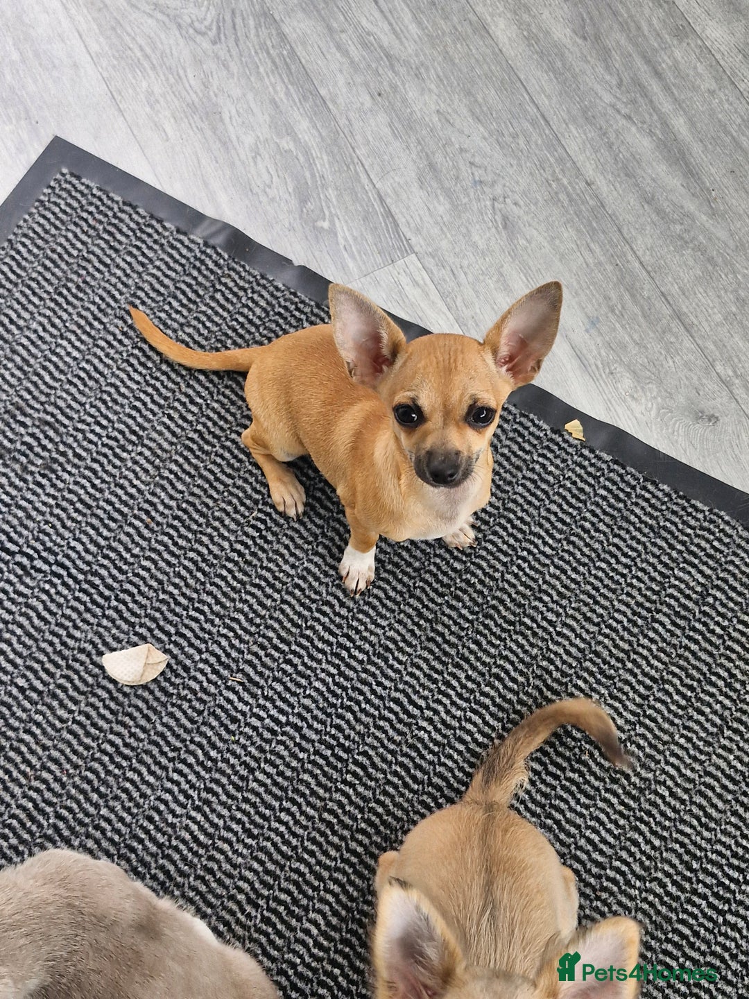 Chihuahua dogs for sale: Girl chihuahua puppie - Image 1