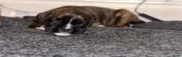 Boxer dogs for sale: Stunning KC Registered Boxer Puppies in Ipswich - Advert 9