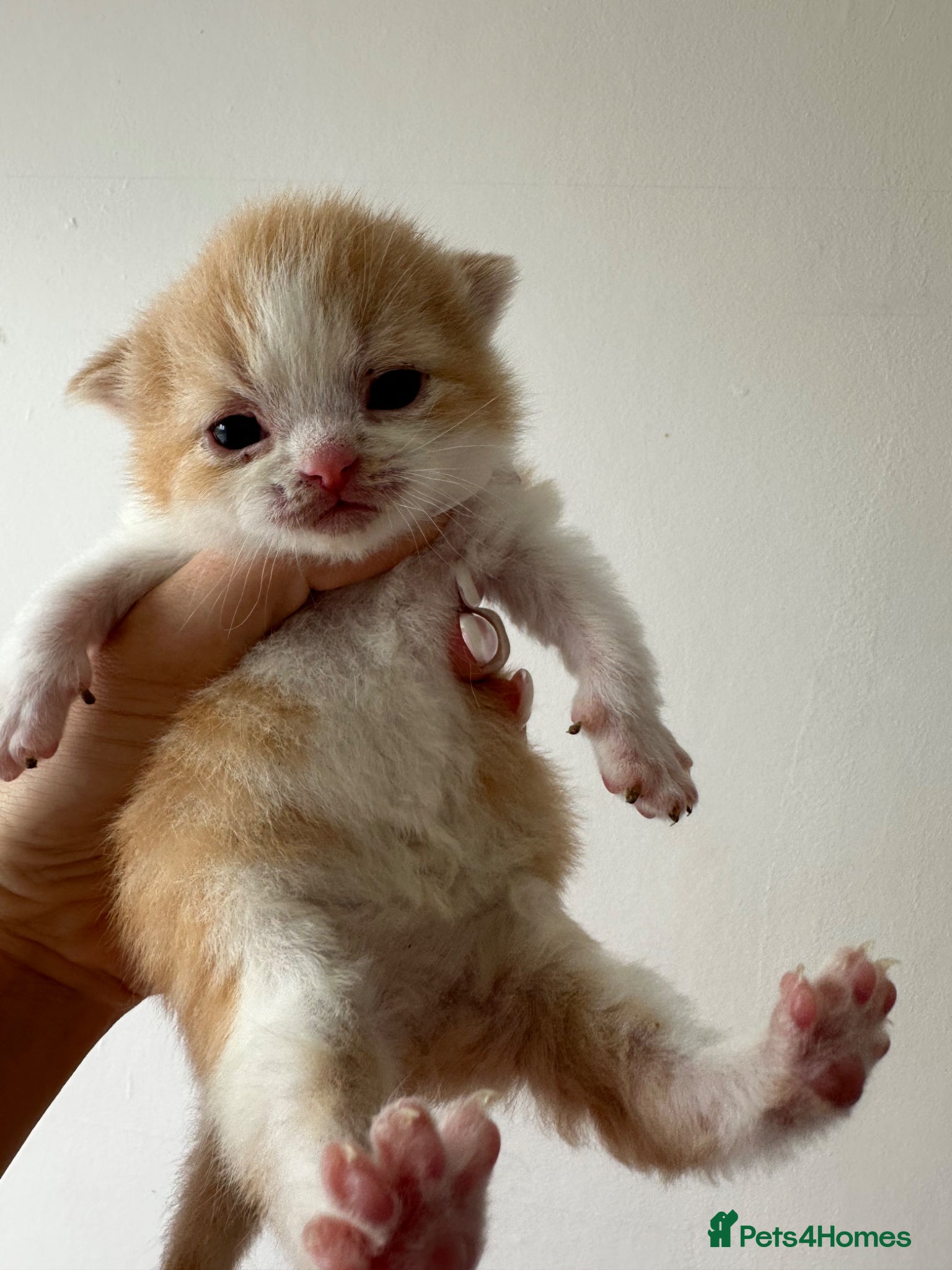 British Shorthair Kitten 2