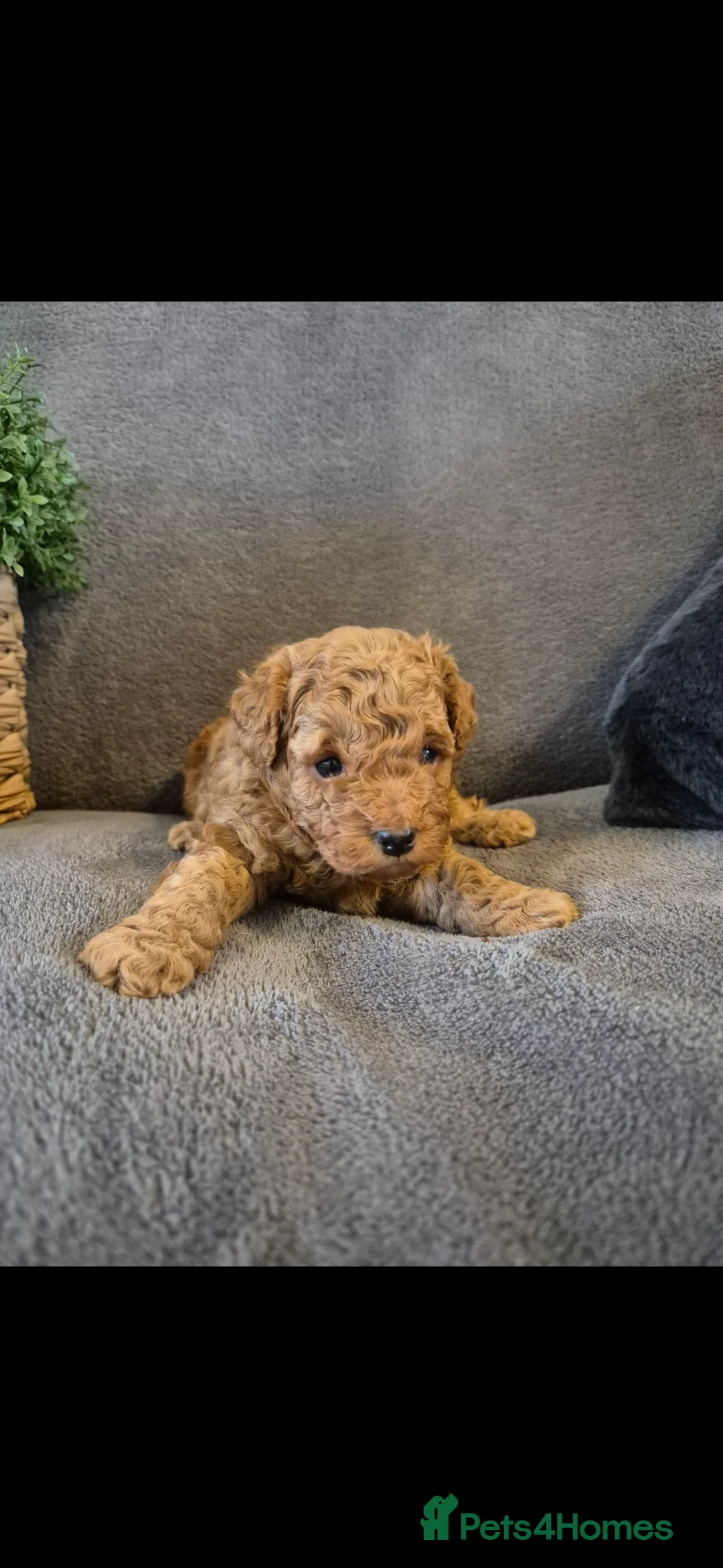 Cavapoo dogs for sale: Beautiful F1B Cavapoo Puppies - Advert 9