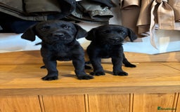 Goldador dogs for sale: GORGEOUS GOLDADORS  - Image 24