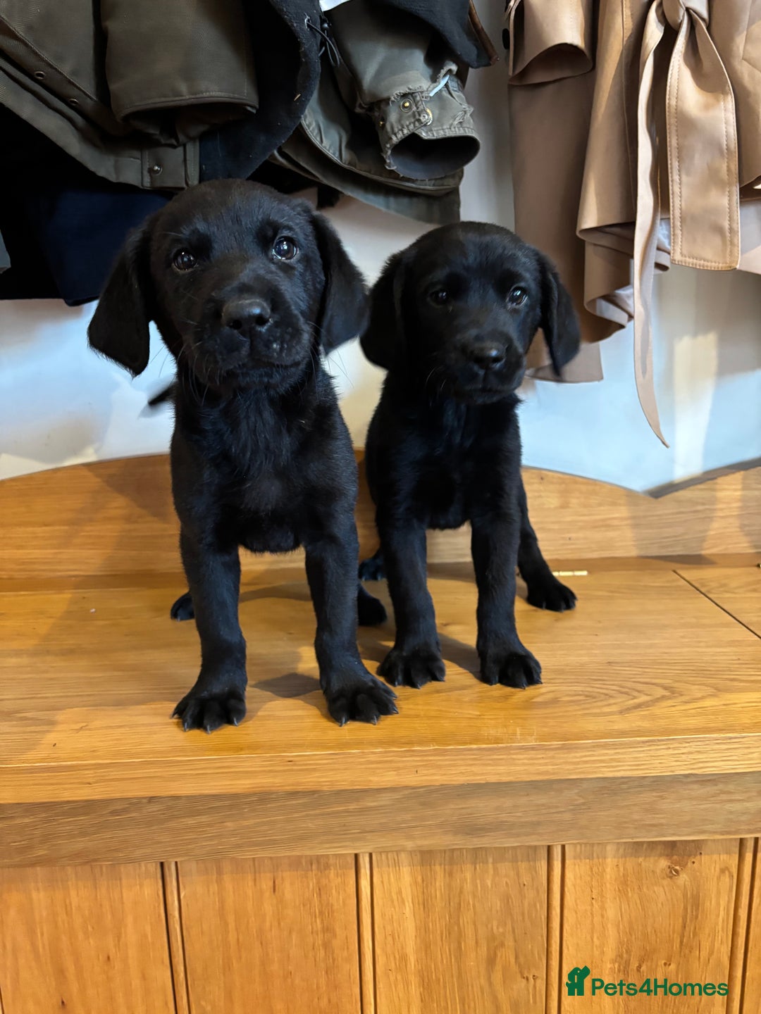 Goldador dogs for sale: GORGEOUS GOLDADORS  - Image 24