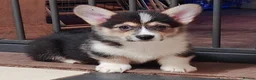 Welsh Corgi Pembroke dogs for sale: 1 boy 1 girl KC Pembroke Corgis  - Advert 11