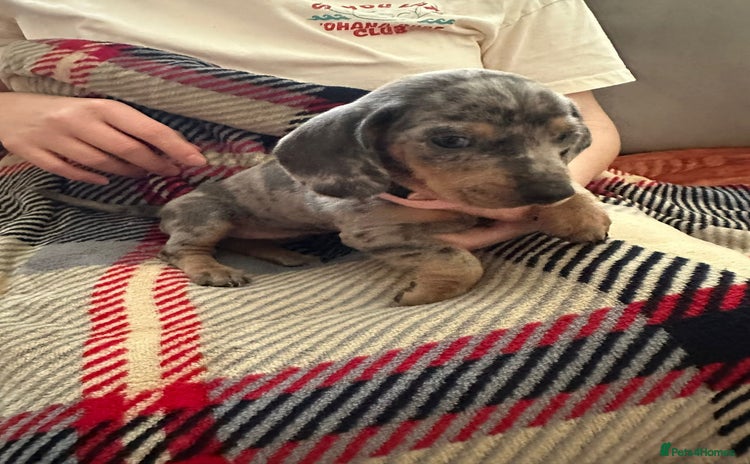 Miniature Dachshund dogs - Advert 4