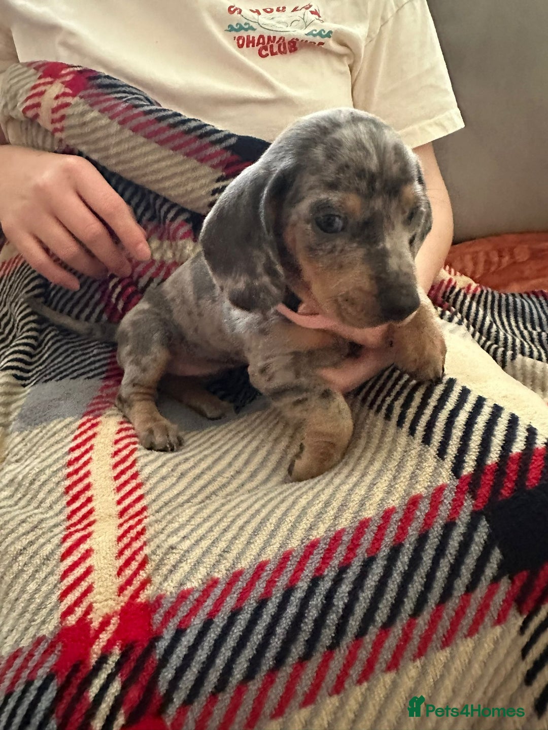 Miniature Dachshund dogs for sale: Miniature dachshund  - Image 1