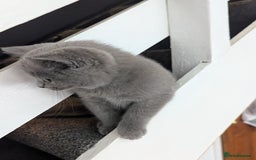 British Shorthair cats for sale: Purebred champion British shorthair boy for sale - Image 3