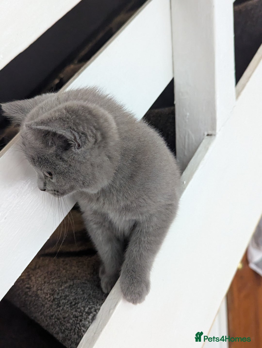 British Shorthair cats for sale: Purebred champion British shorthair boy for sale - Image 3