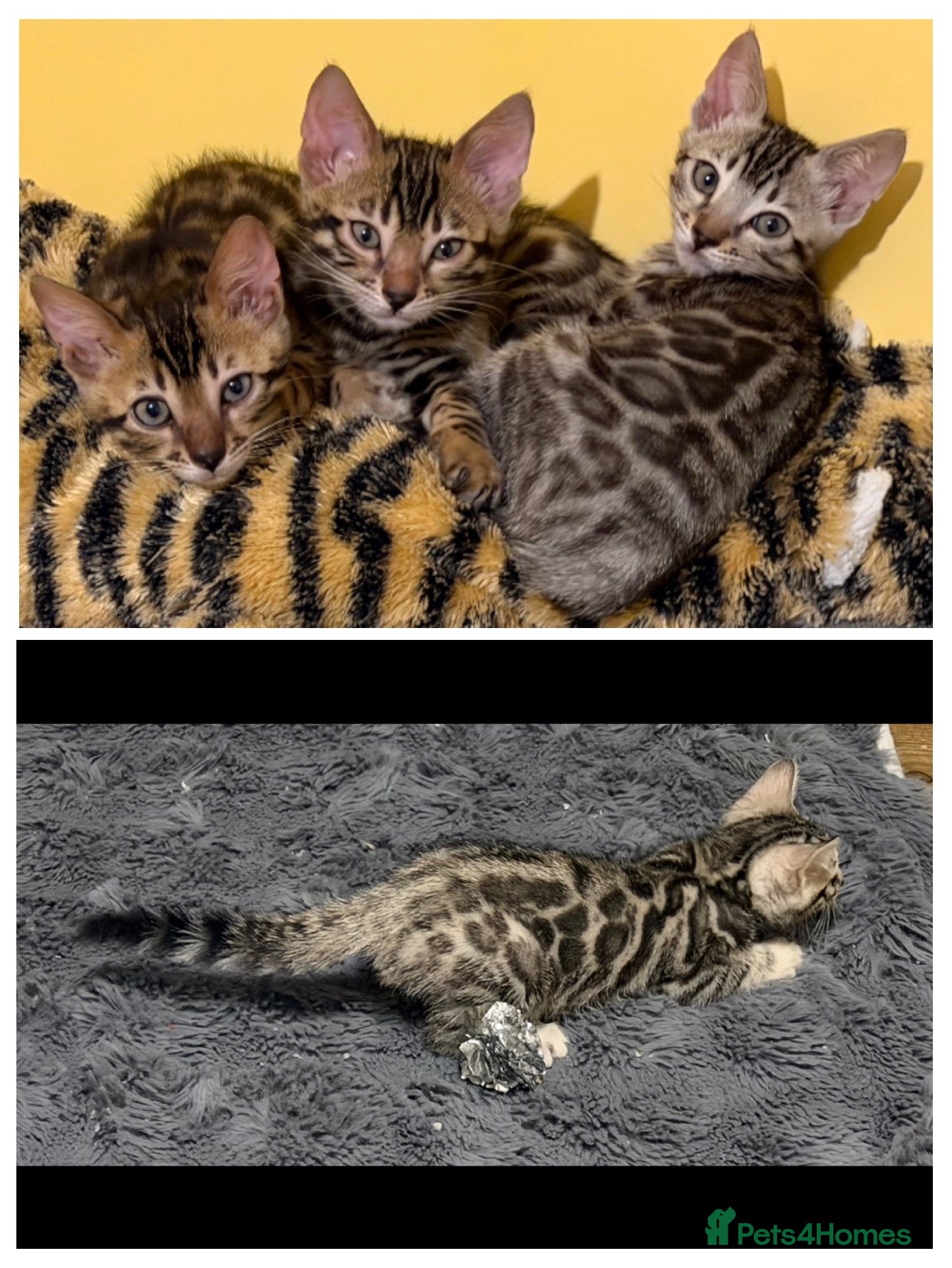 Bengal cats for sale: 🤎 BENGAL 🔥 KITTENS, TICA REGISTERED 🩶  - Advert 1