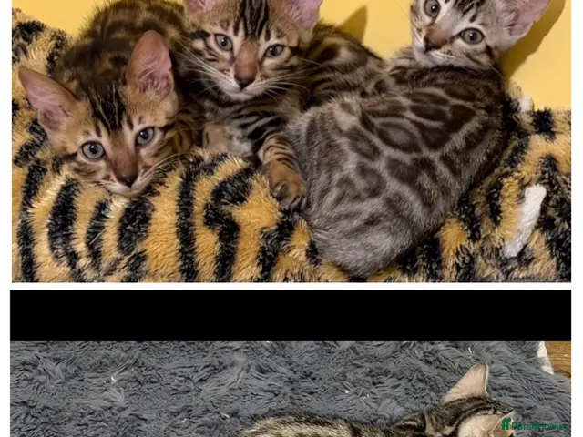 Bengal cats for sale: 🤎 BENGAL 🔥 KITTENS, TICA REGISTERED 🩶 - Advert 1