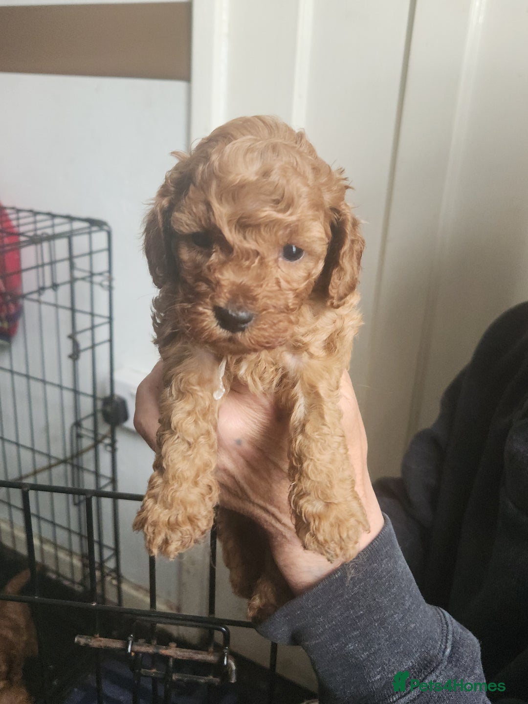 Cockapoo dogs for sale: 5 lovely cuddly puppies - Image 8