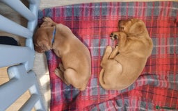 Labrador Retriever dogs for sale: Last boy working labrador - Advert 8