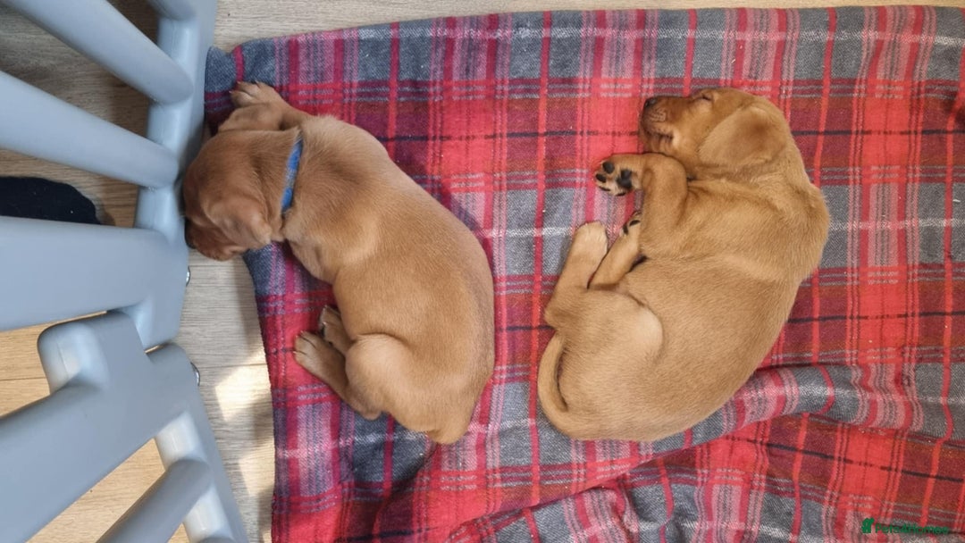 Labrador Retriever dogs for sale: Last boy working labrador - Advert 8