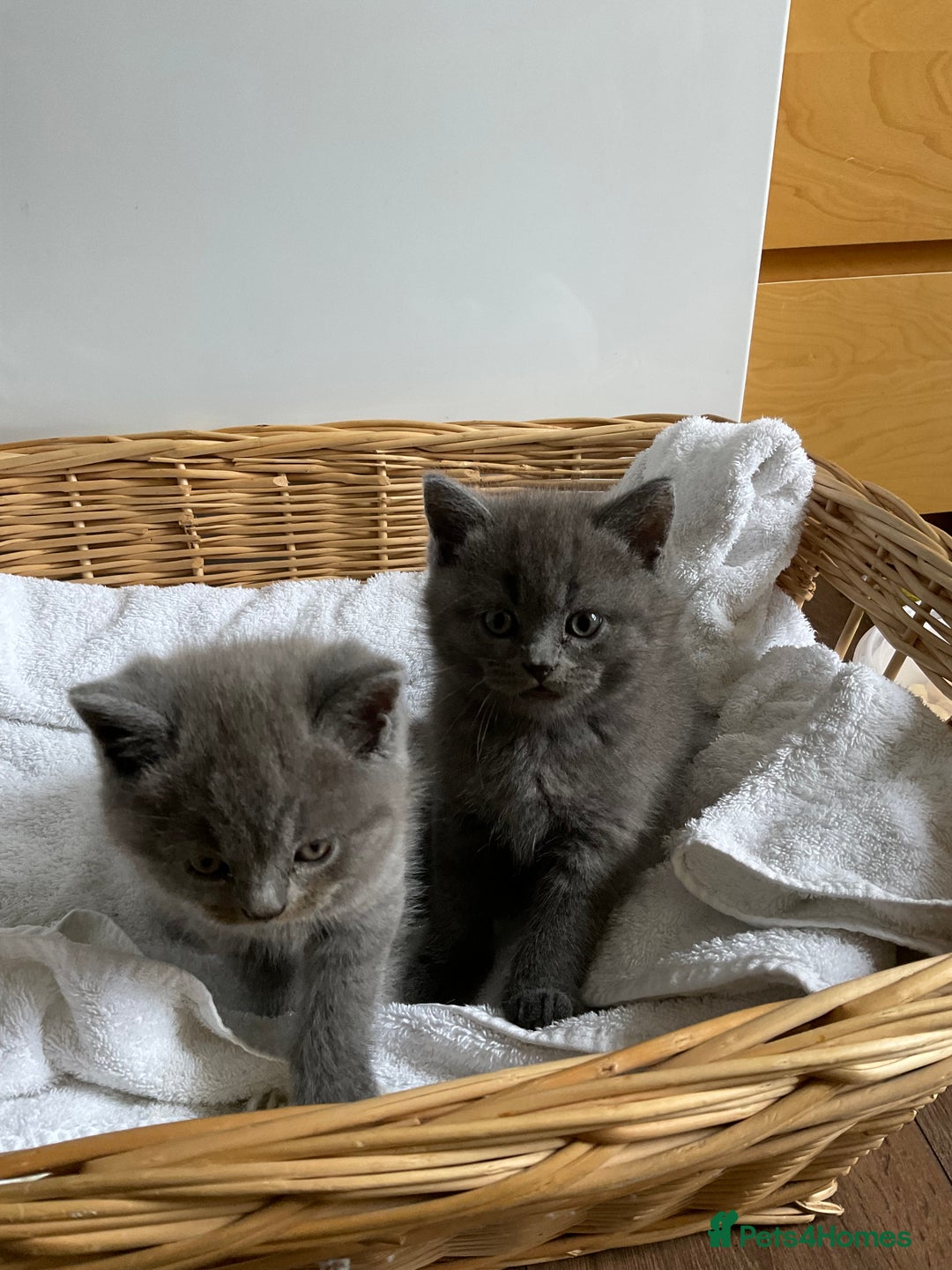 British Shorthair cats for sale: British shorthair boy - Image 6