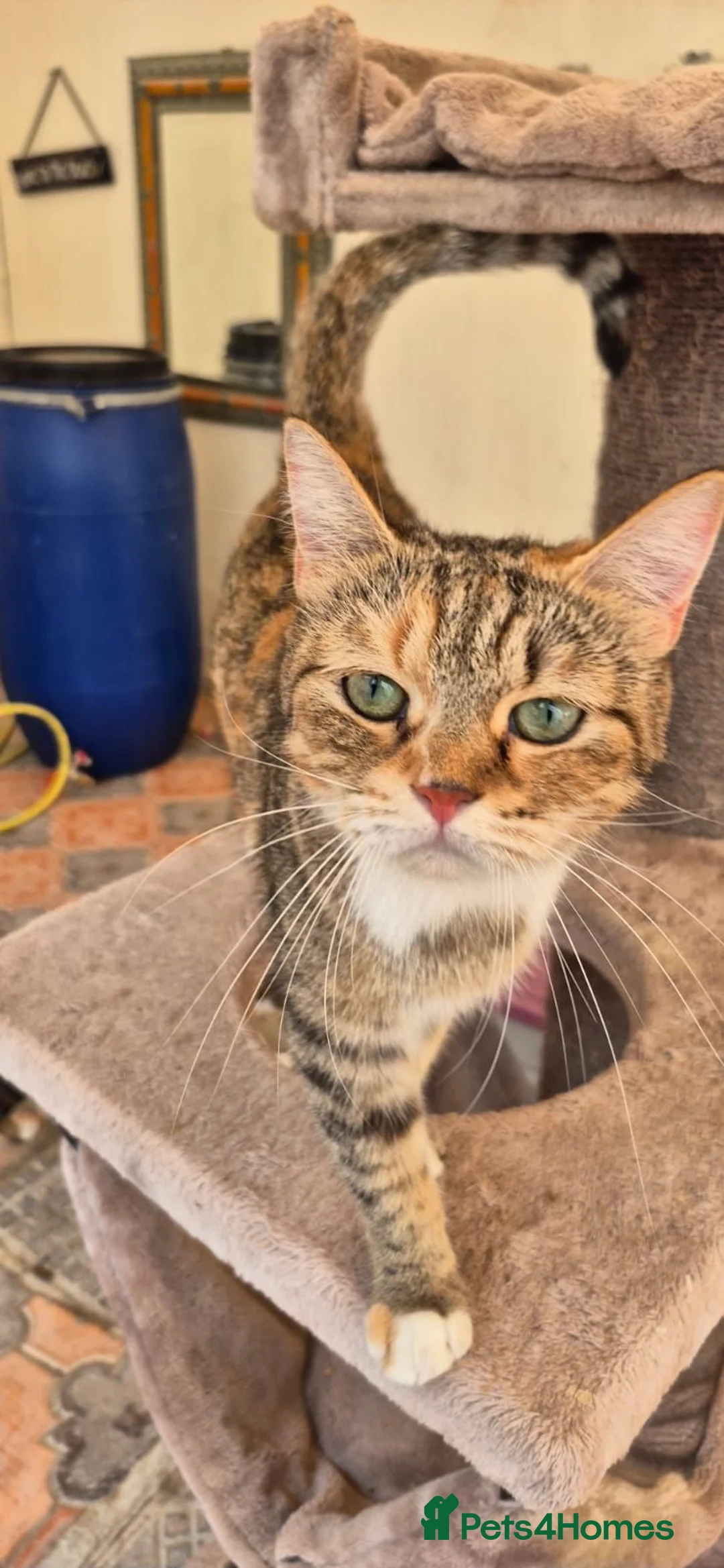 Mixed Breed cats for adoption: Kerry - Advert 2