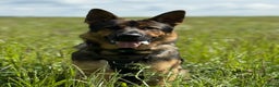 German Shepherd dogs for stud: STUD Only German Shepherd - Advert 5