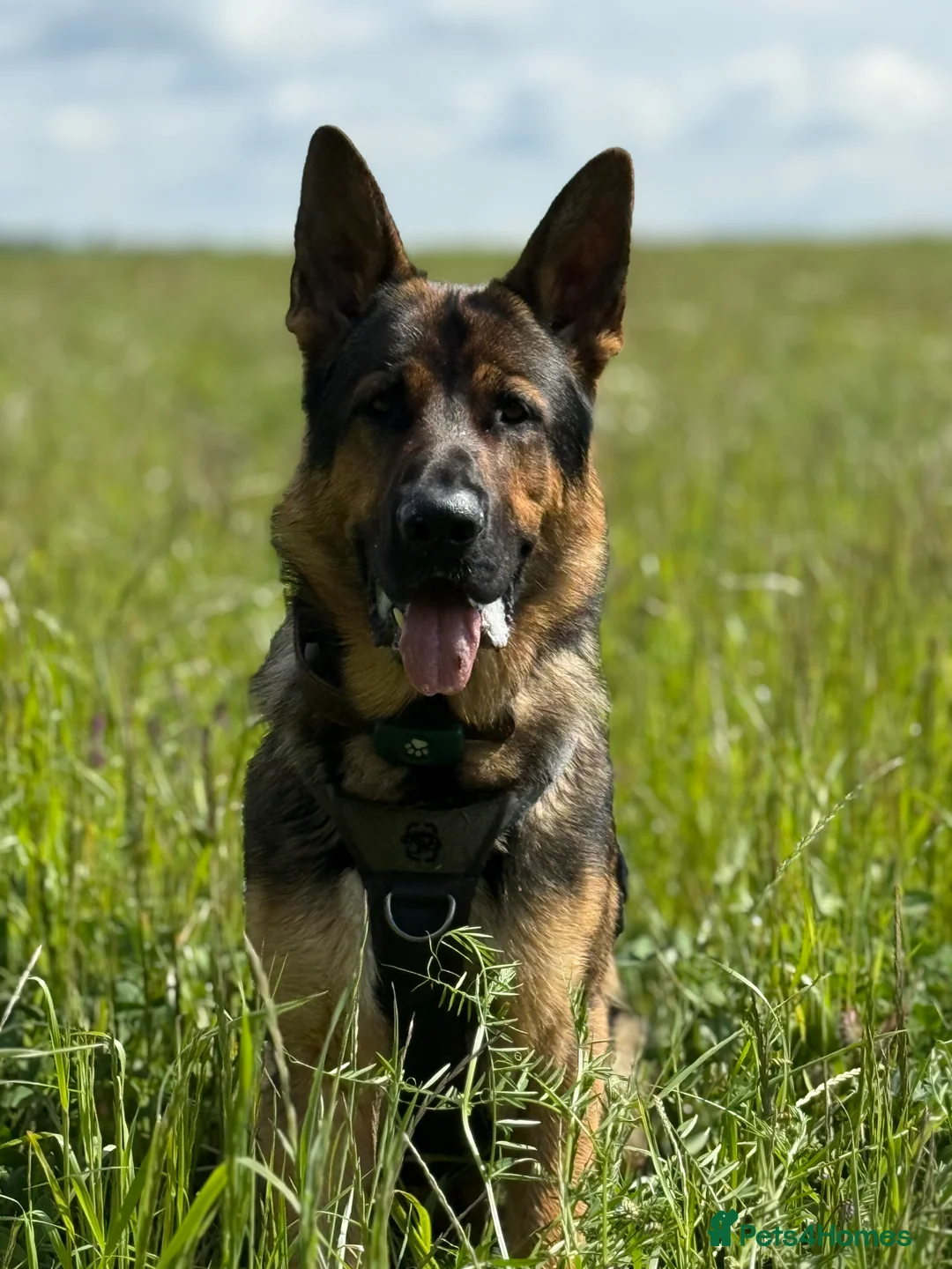 German Shepherd dogs for stud: STUD Only German Shepherd - Advert 7