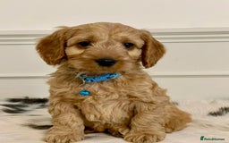 Cockapoo dogs for sale: Adorable F1 Cockapoo Puppies  - Image 15