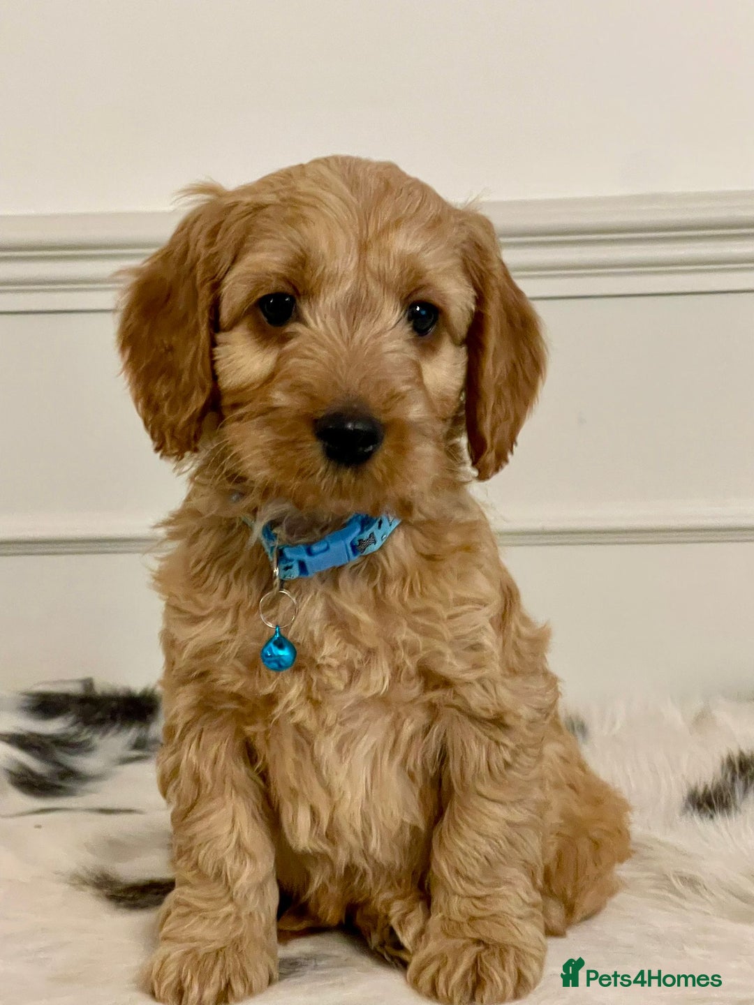 Cockapoo dogs for sale: Adorable F1 Cockapoo Puppies  - Image 15